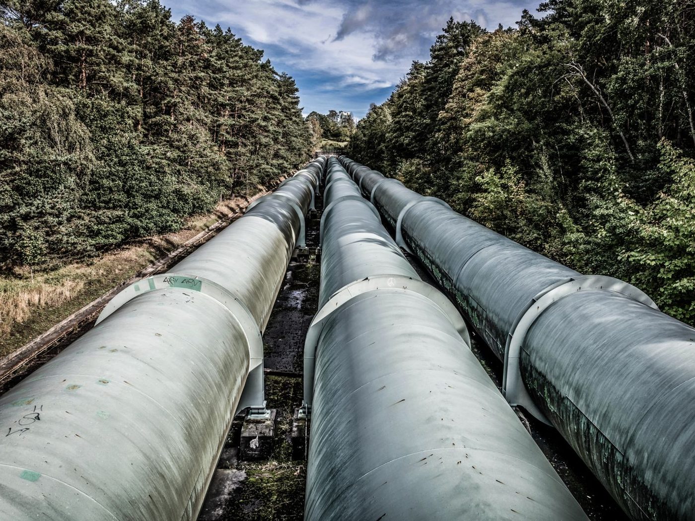 Pipeline running through a forest